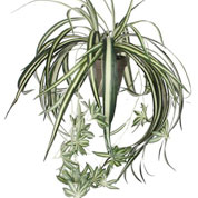 Artificial Plant - Chlorophytum - MICA